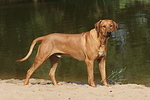 hundefotos rhodesian_ridgeback