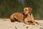 hundefotos rhodesian_ridgeback
