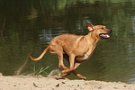 hundefotos rhodesian_ridgeback