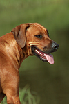hundefotos rhodesian_ridgeback