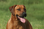 hundefotos rhodesian_ridgeback