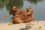 hundefotos rhodesian_ridgeback