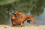 hundefotos rhodesian_ridgeback