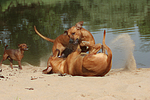 hundefotos rhodesian_ridgeback