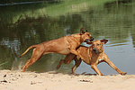 hundefotos rhodesian_ridgeback