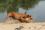 hundefotos rhodesian_ridgeback