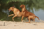 hundefotos rhodesian_ridgeback