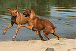 hundefotos rhodesian_ridgeback