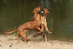 hundefotos rhodesian_ridgeback