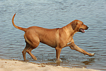 hundefotos rhodesian_ridgeback