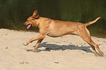 hundefotos rhodesian_ridgeback