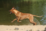 hundefotos rhodesian_ridgeback