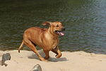 hundefotos rhodesian_ridgeback