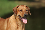hundefotos rhodesian_ridgeback