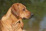 hundefotos rhodesian_ridgeback