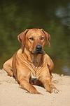 hundefotos rhodesian_ridgeback
