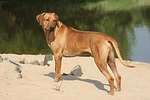 hundefotos rhodesian_ridgeback