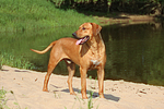 hundefotos rhodesian_ridgeback
