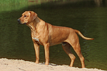 hundefotos rhodesian_ridgeback