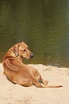 hundefotos rhodesian_ridgeback