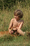 hundefotos rhodesian_ridgeback