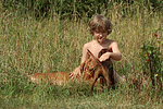 hundefotos rhodesian_ridgeback