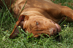 hundefotos rhodesian_ridgeback