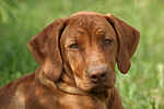 hundefotos rhodesian_ridgeback