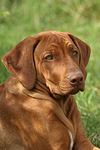 hundefotos rhodesian_ridgeback