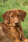 hundefotos rhodesian_ridgeback