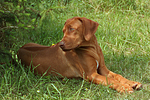 hundefotos rhodesian_ridgeback