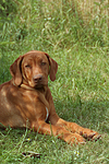 hundefotos rhodesian_ridgeback