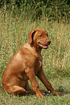 hundefotos rhodesian_ridgeback