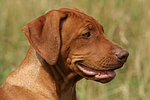 hundefotos rhodesian_ridgeback
