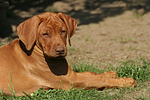 hundefotos rhodesian_ridgeback