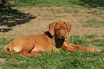 hundefotos rhodesian_ridgeback