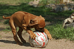 hundefotos rhodesian_ridgeback
