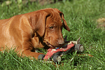 hundefotos rhodesian_ridgeback