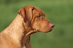 hundefotos rhodesian_ridgeback