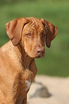 hundefotos rhodesian_ridgeback