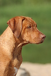 hundefotos rhodesian_ridgeback