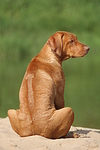 hundefotos rhodesian_ridgeback