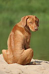 hundefotos rhodesian_ridgeback