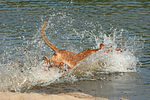hundefotos rhodesian_ridgeback