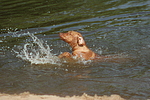 hundefotos rhodesian_ridgeback