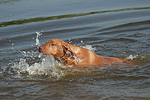 hundefotos rhodesian_ridgeback