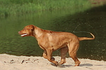 hundefotos rhodesian_ridgeback