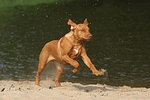 hundefotos rhodesian_ridgeback