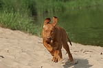hundefotos rhodesian_ridgeback