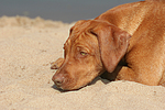 hundefotos rhodesian_ridgeback